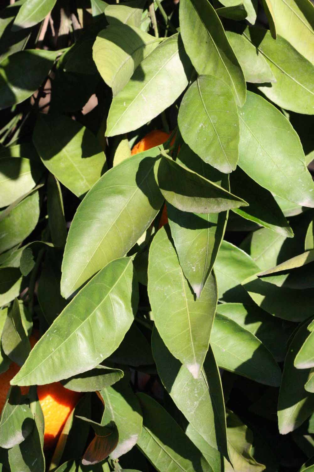              Sun leaves (Riverside, CA)       